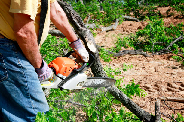 Best Tree Maintenance Programs  in Dresser, WI